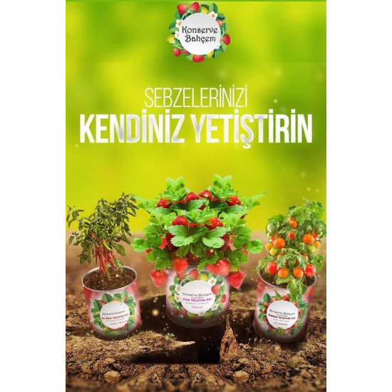 Sepet Bizde ® Konserve Bahçem Nane Yetiştirme Kiti